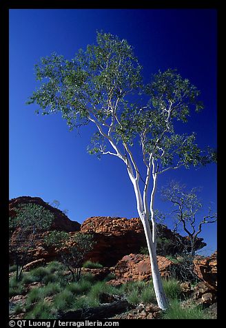 gum tree - A stately gum tree in the flinders ranges
