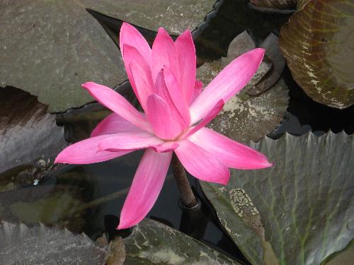 Lotus Flower - It's represent a 'virtue'.Because it's Growing out of mud without dyeing.