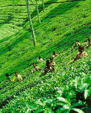 tea garden - a tea garden from my locality.