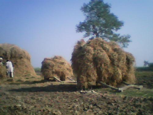 hard working people - what yopu want to say about the hard working people . they work hard for other nothing for themsleve htees people are the hounur for the nation.  what you whant to say about them wive the picture.