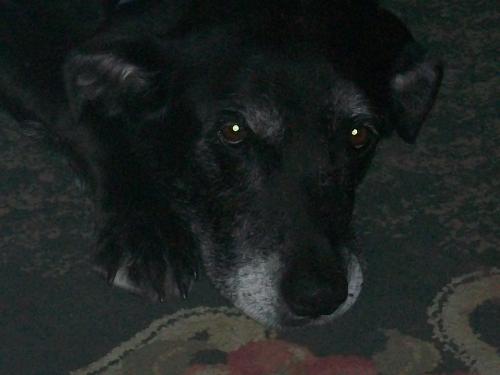 Lacy - lacy looking sad