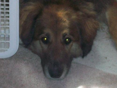 Teaka - my dog Teaka looking sad