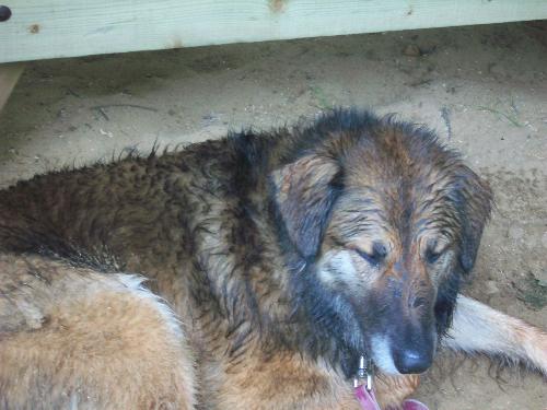 Wet Dog  - This is Teaka just in from a swim .