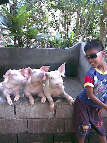 Trio+ - Don't u think pigs are cute? I just can't resist to touch their nose. And I like watching their tail.