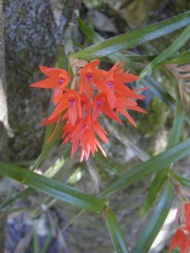 orchids - A lovely specimen of wild orchid