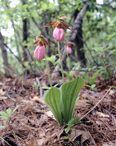 Orchid flowers - Lady slipper ..