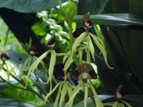 Orchid flowers - some unusual black orchid flowers