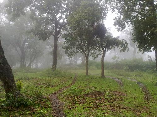 Forest snap - This is the forest near sakthi