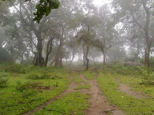 forest snap1 - another forest view during rainy season
