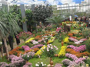 flowers - gardening flowers