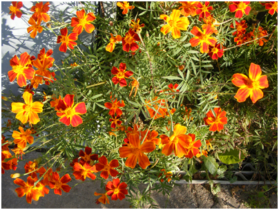 flowers - beautiful flowers