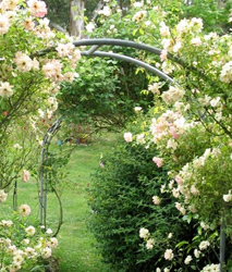 flowers - tree flowers