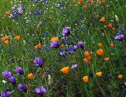 flowers - nice flowers