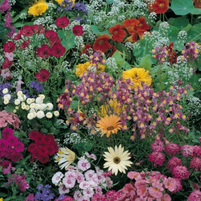 flowers - different