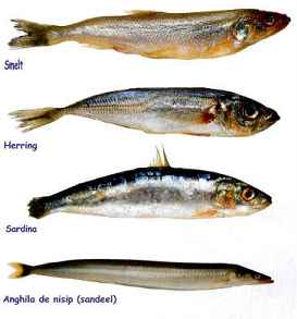 tipes of fish -  fishing