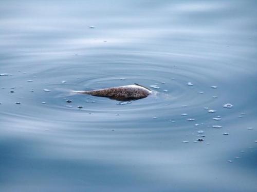 fish - fishing