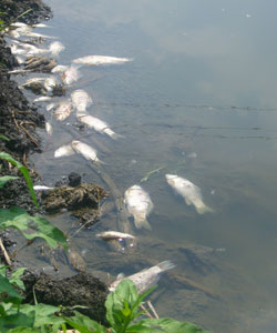 fishes - many fish