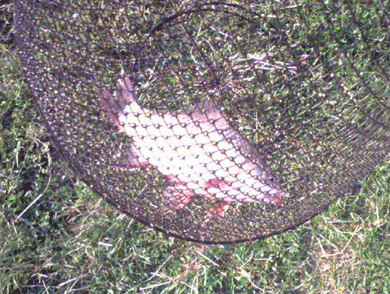 fish - little one
