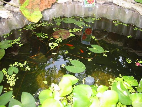 they are there - fishes