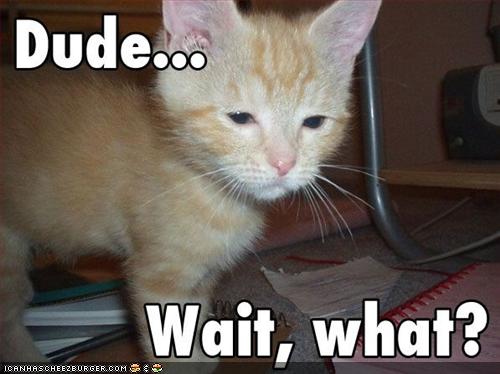 cats - cat!