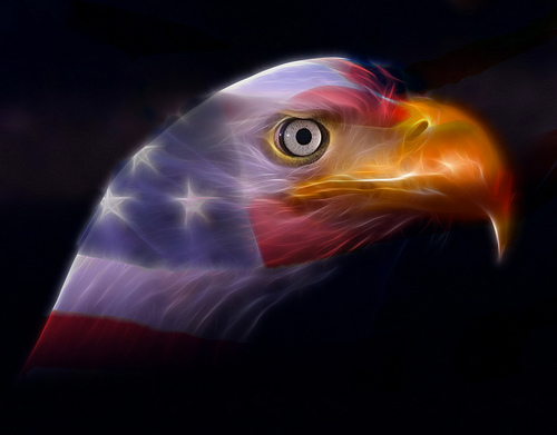 american blad eagle - national symbol