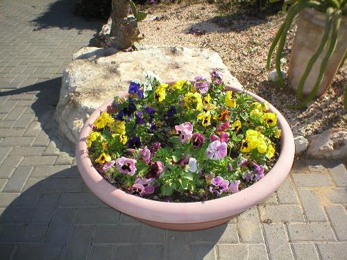 Flowers - A very beautiful flowers.