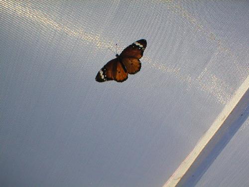 Buterfly - A very beautiful baterfly.