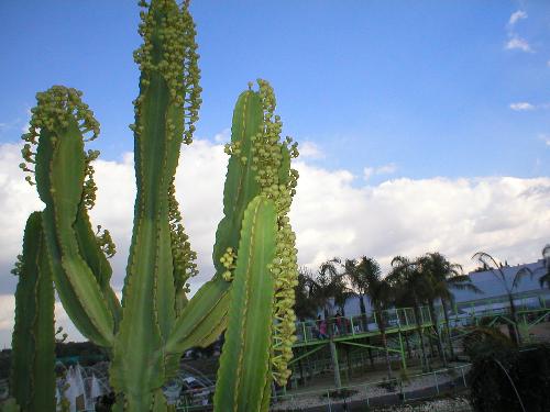 Cactus - A very big cactus flower.