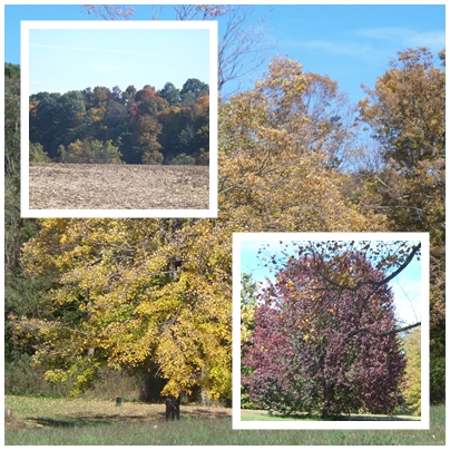 Collage - Indiana fall scene collage