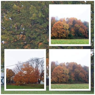 Collage - Indiana fall scene collage