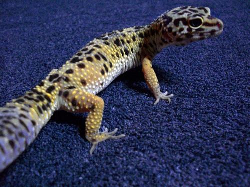 Dodger - This is a leopard gecko.