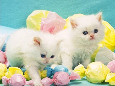 Cute Cat - Cat with small Backs