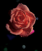 Rose flower - A rose flower on the plant