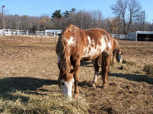 Savanna - Savanna is a Paint/Belgium cross mare. She lives at the stable I work at.