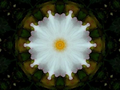Kaleidoscope - Digital Art
