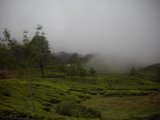 munnar tea estate - munnar tea estate view