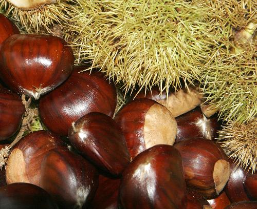 Is this it? - Chestnut (Castanea) (some species called chinkapin or chinquapin) is a genus of eight or nine species of deciduous trees and shrubs in the beech family Fagaceae, native to temperate regions of the Northern Hemisphere. The name also refers to the edible nuts they produce.