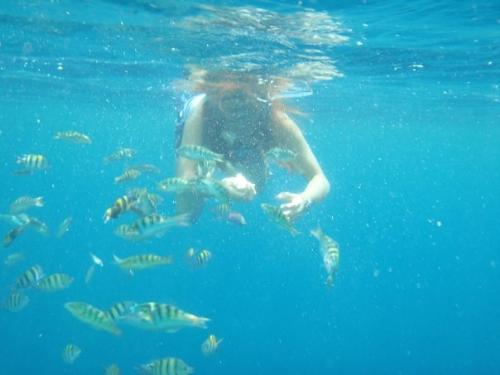 snorkeling - fishes seen while snorkeling