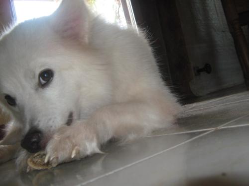 My bone is mine - its mine... grrrrr