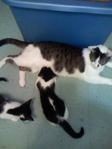 Rygel and the girls - That's Blossom on his tummy