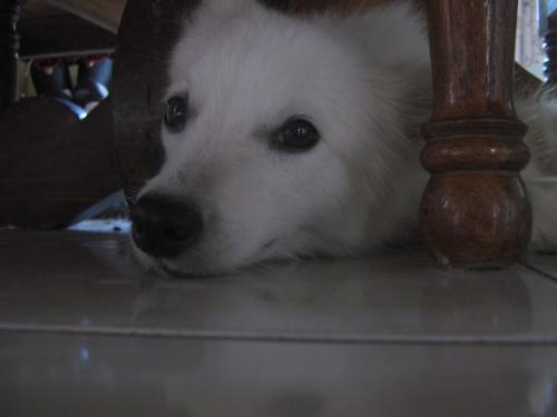 So tired.. Need some sleep - After a long day running and playing... i feel so tired.. i need some sleep =)
