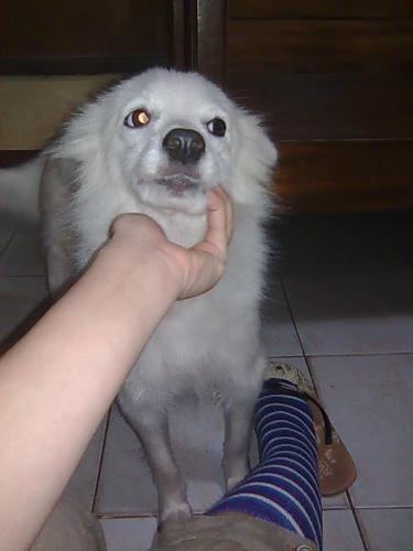 I love You Baby - I love my baby... my very own female japanese spitz.. so sweet of her...