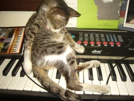 Cozying Cat - Our neighbor's cute cat cozying up and cleaning himself on top of our keyboard! LOL! He fell asleep later :)