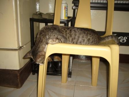 Tired Cat - Our neighbor's cute again sleeping on top of our chair. Yes, he is sleeping! We were shocked at first to see him in that position. We were afraid he was dead but then we realized that he was just sleeping. He must be very tired!! LOL!