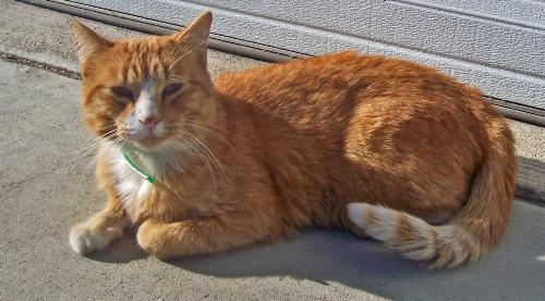 Loving Companion - This is our friendly neighborhood cat. She loves attention, and whenever someone is upset she'll plop down on your lap and purr. Photo was taken outside on my driveway while she was keeping me company.