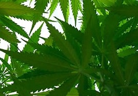 Legalization of Pot - Marijuana leaf
