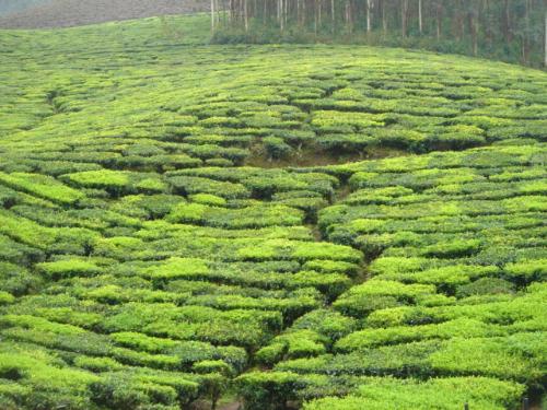 Tea Estate! - Beautiful Tea Estates in Munnar! (South India)