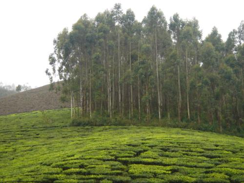 Beautiful Pic of tea estates - Beautiful tea estates in South Inda!