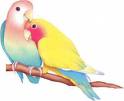 love birds - love birds photo