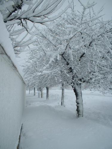 winter - nature